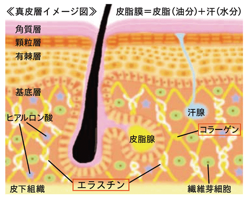 エラスチンは生命維持に欠かすことのできないじん帯や血管などの「弾力」を担います。