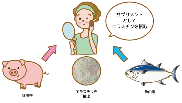 エラスチンは豚や魚にも含まれています