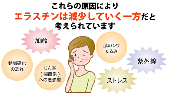 食事からエラスチンを摂取するのは困難。サプリメントはとても効率のよい方法です