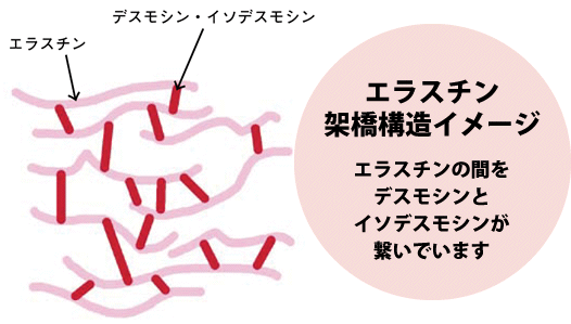 「デスモシン」と「イソデスモシン」が含まれていなければ、エラスチンとは呼べません