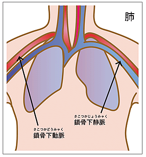 血管、肺、じん帯、子宮などは私たちが生きている限り伸縮を続けます