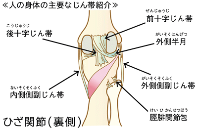 身体中に存在し、伸び縮みするじん帯は、まさにエラスチンのかたまりです
