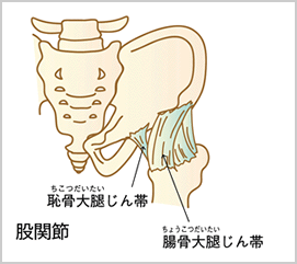 股関節